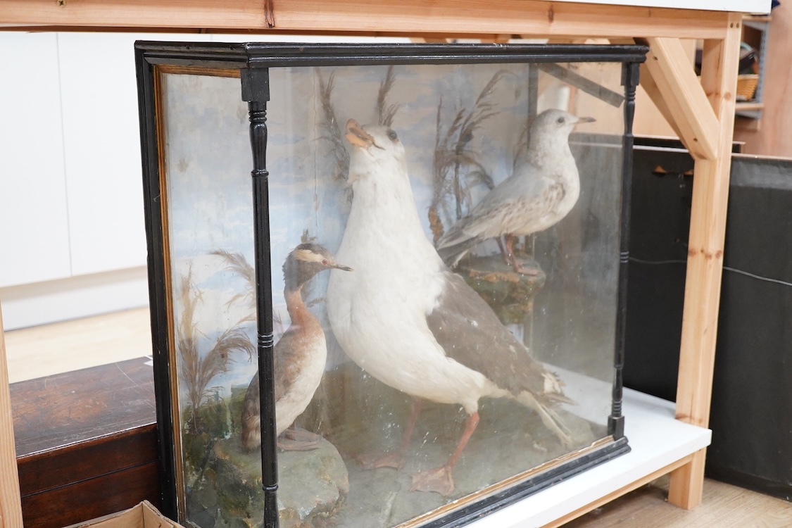 A Victorian taxidermy case of three sea birds; a large Herring gull, a Herring gull chick, and a great crested grebe, in a landscaped ebonised case with turned pillars, dimensions; 73cm wide, 66cm high, 25cm deep
